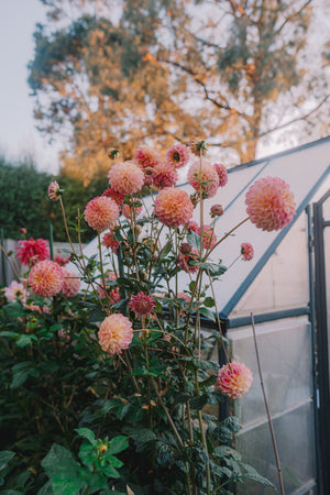 Dahlia Tubers