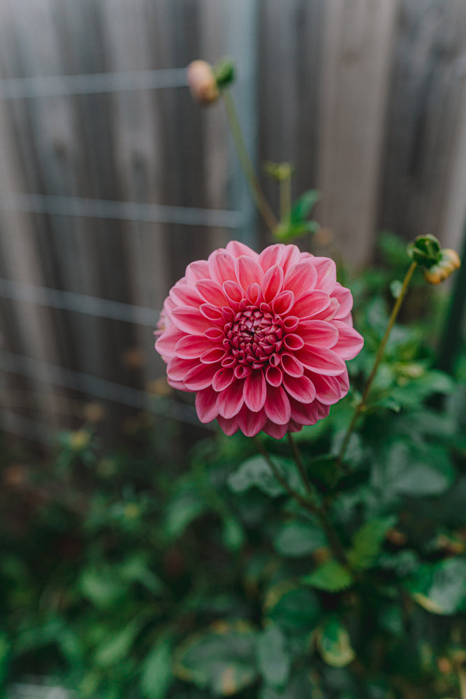 Dahlia Tubers