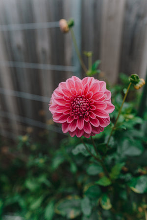 Dahlia Tubers