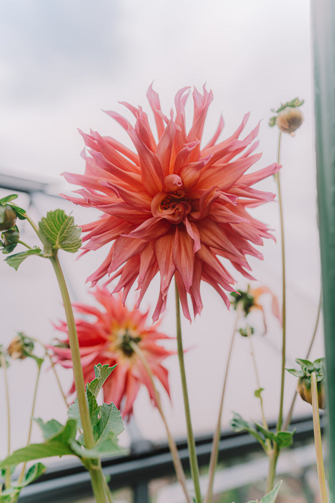 Dahlia Tubers