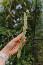 Flat bean - Giant of Stuttgart (扁芸豆) seeds