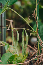 Blue Lake beans (climbing) – seeds