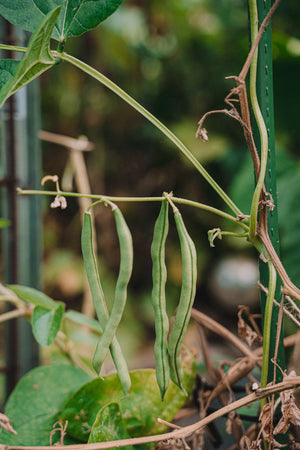 Blue Lake beans (climbing) – seeds
