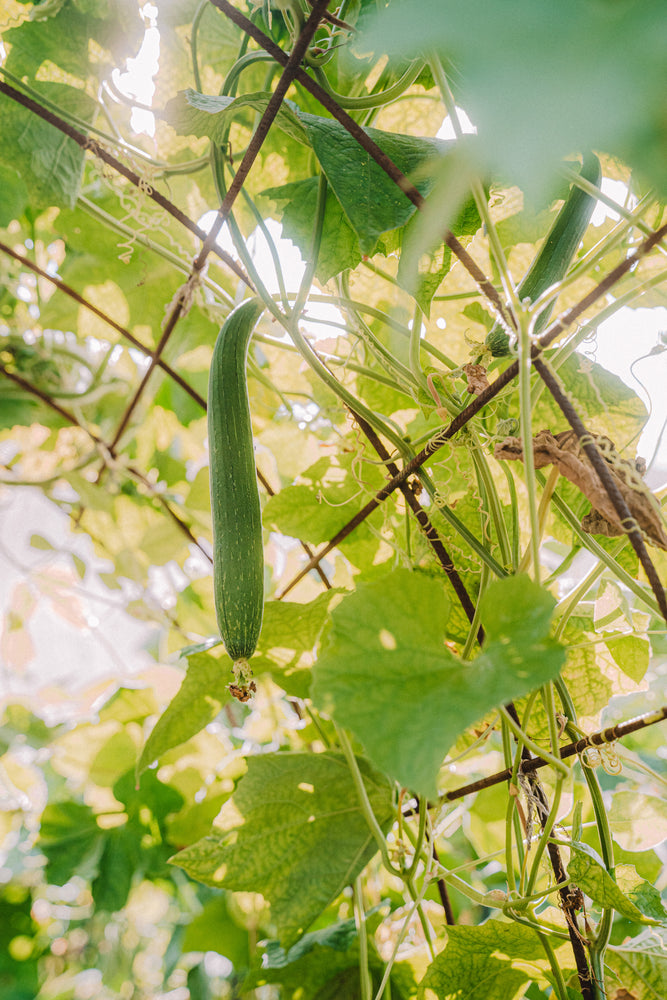 Loofah, smooth (丝瓜) seeds