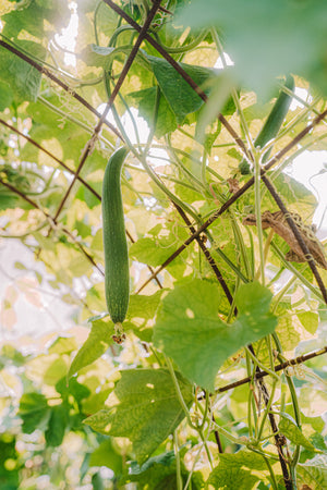 Loofah, smooth (丝瓜) seeds