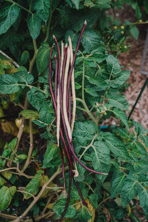 Long Bean (climbing) - black seeded snake (长豇豆) seeds