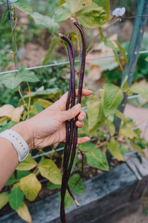 Long Bean (climbing) - Thai Purple Podded (长豇豆) seeds