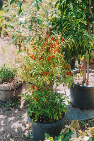 Chilli – Dad’s (辣椒) seeds
