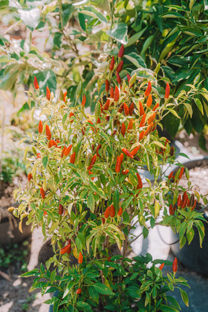 Chilli – Dad’s (辣椒) seeds