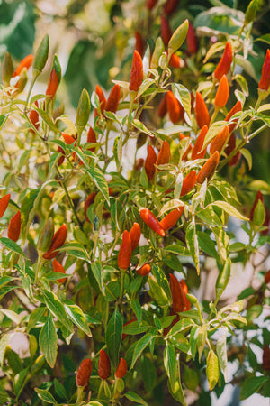 Chilli – Dad’s (辣椒) seeds