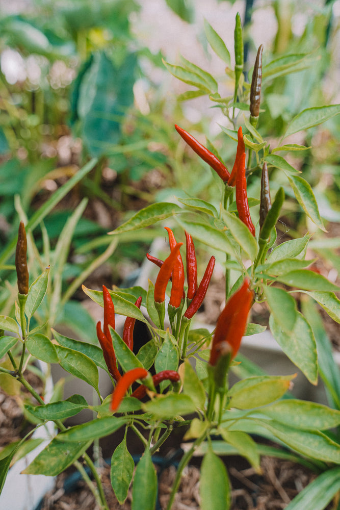 chao garden seeds Chilli