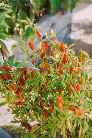 Chilli – Dad’s (辣椒) seeds