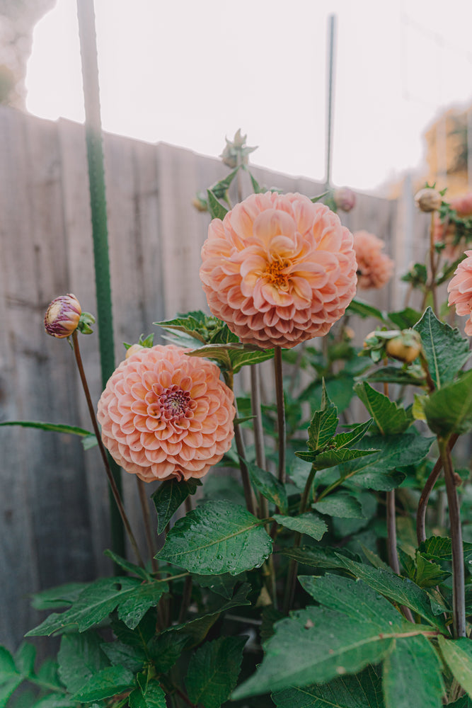 Dahlia Tubers