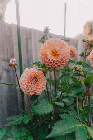 Dahlia Tubers