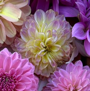 Dahlia Tubers