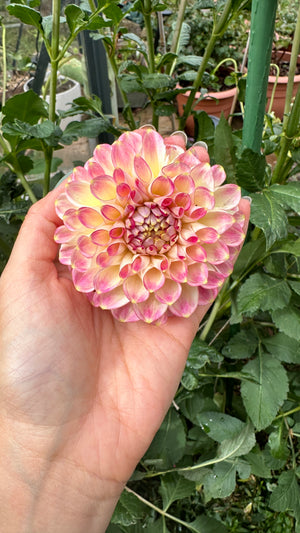 Dahlia Tubers