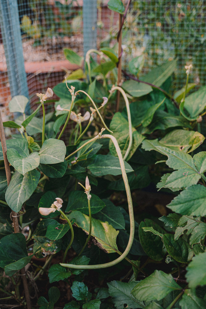 Long bean (dwarf) – green (长豇豆) seeds