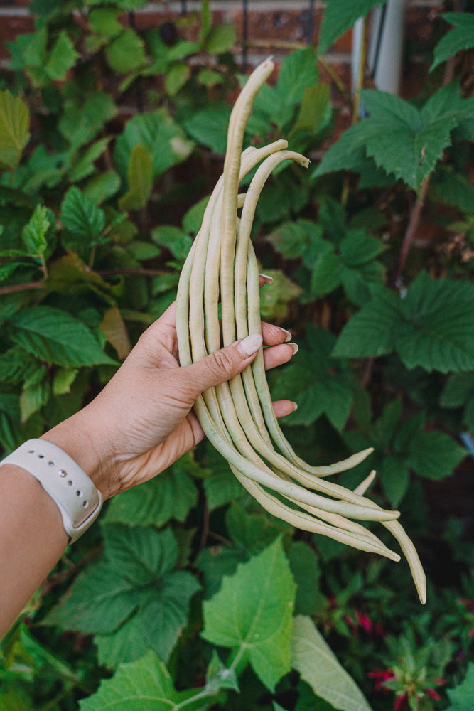 Long bean (dwarf) – green (长豇豆) seeds – Garden with Connie