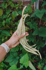 Long bean (dwarf) – green (长豇豆) seeds