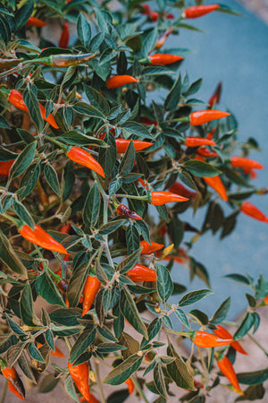 chao garden seeds Chilli