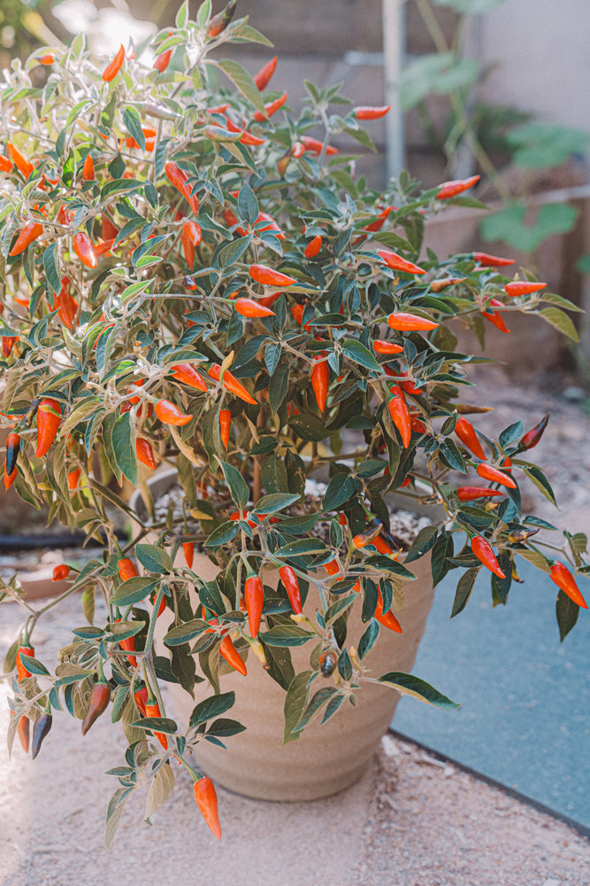 chao garden seeds Chilli