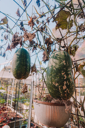 Winter Melon (冬瓜) Seeds