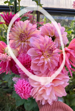 Dahlia Tubers