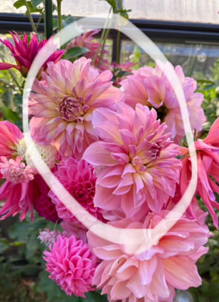Dahlia Tubers