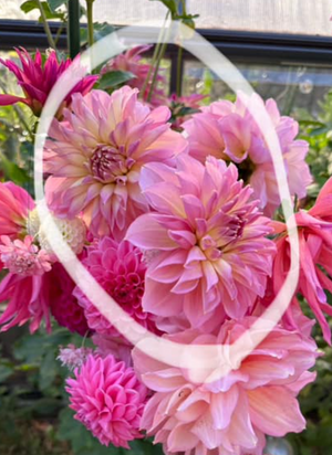 Dahlia Tubers