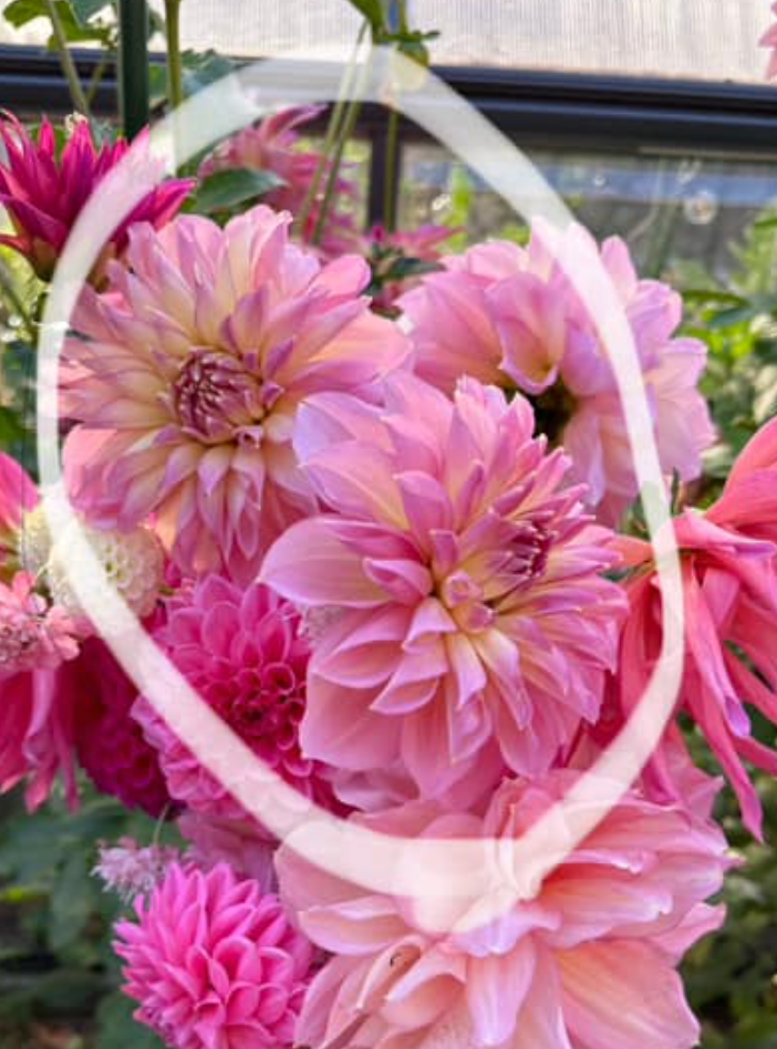 Dahlia Tubers