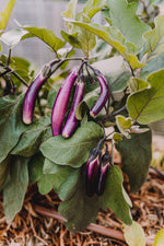 Eggplant – Ping Tung Long (茄子) seeds