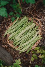 Flat bean - Giant of Stuttgart (扁芸豆) seeds