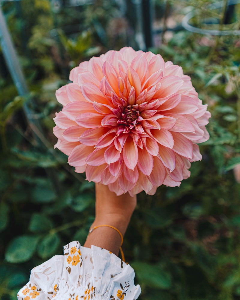 Dahlia Tubers