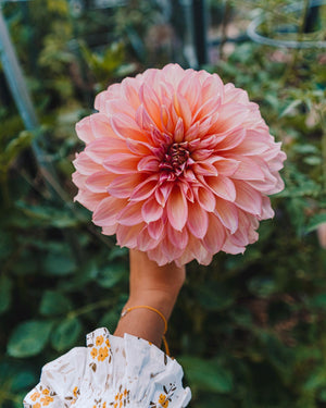 Dahlia Tubers