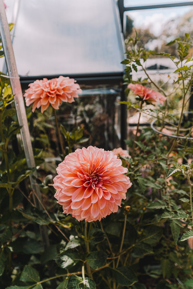 Dahlia Tubers